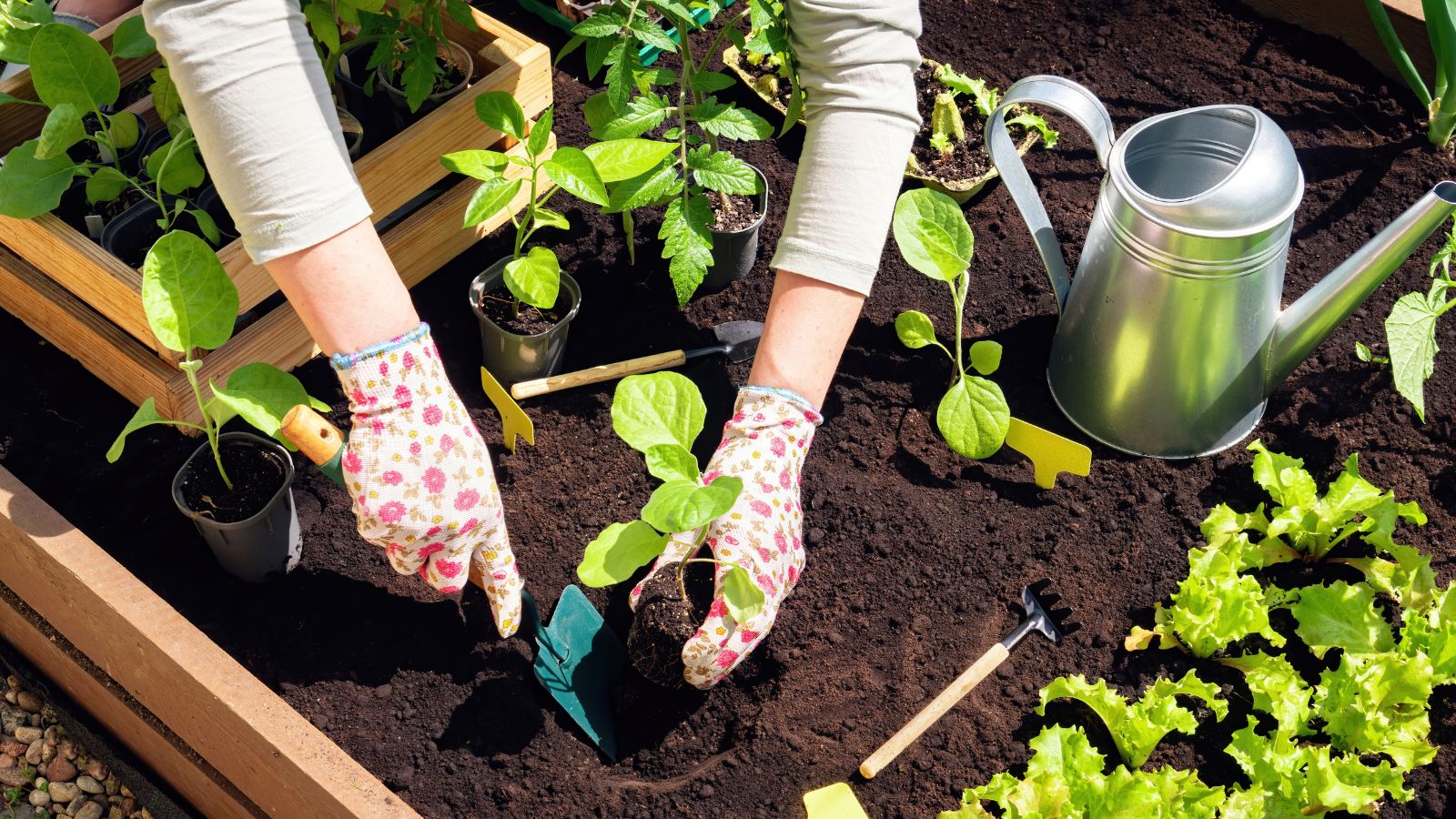 An overhead shot of a person wearing a grey sweatshirt and floral patterned gloves in the process of transplanting a developed seedling in a raised garden bed outdoors