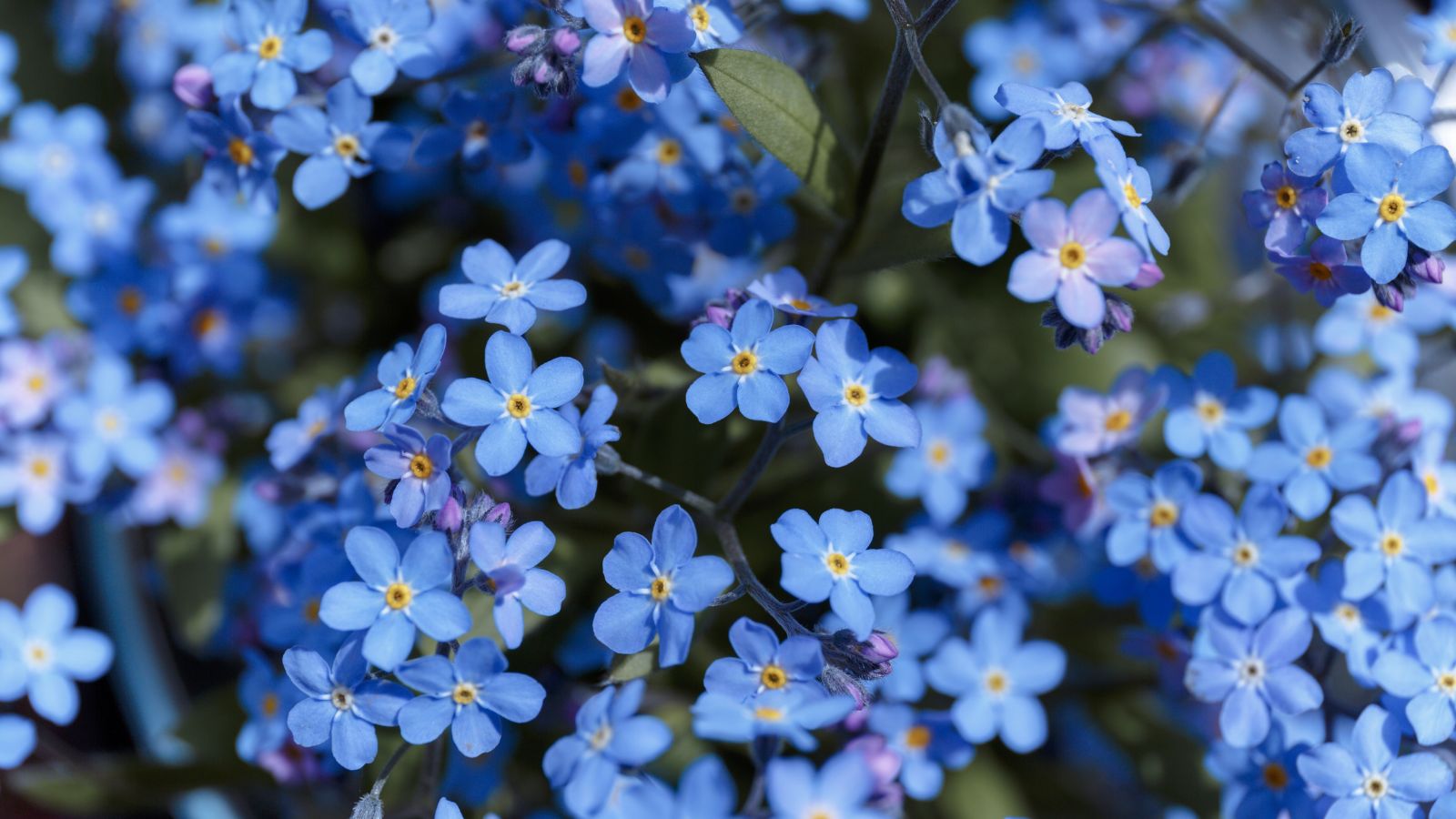 A focused and close-up shot of Victoria Blue Forget-Me-Not flowers, showcasing its delicate blue flower clusters, placed in a well lit area