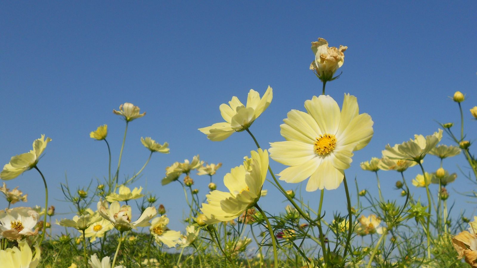 A base-level shot of a small field of Xanthos Cosmos flowers, showcasing its delicate yellow to white flowers, all situated in a bright sunny area outdoors