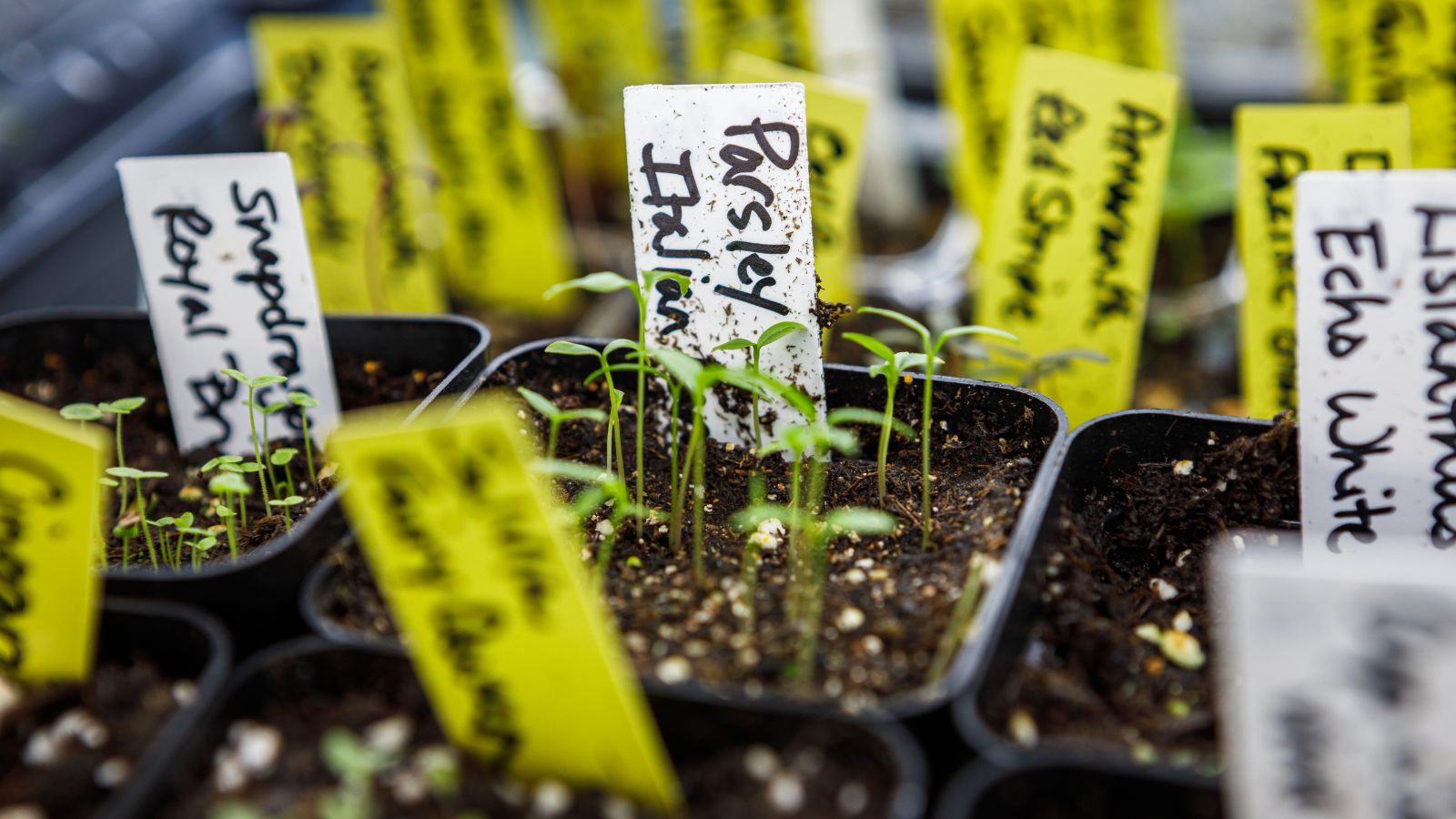 A close-up shot of a germination tray with labels on each cell, all placed in a well lit area