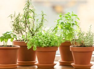 A close up shot of potted plant that started from culinary herbs seeds