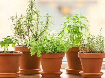 A close up shot of potted plant that started from culinary herbs seeds