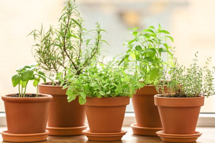 A close up shot of potted plant that started from culinary herbs seeds