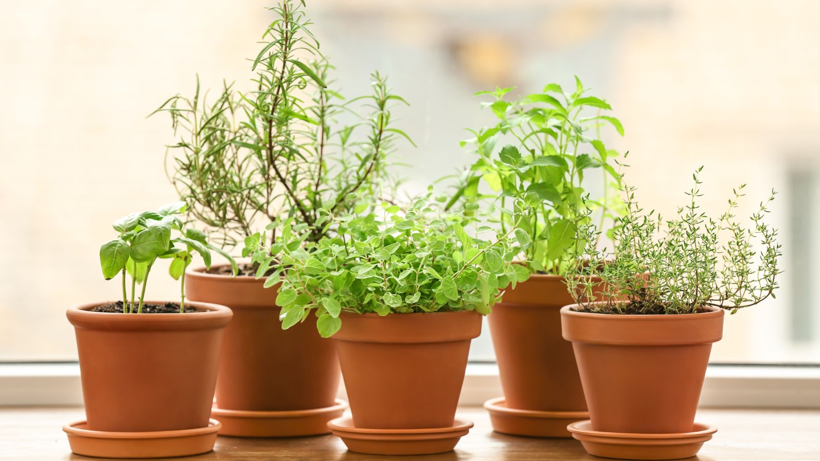 A close up shot of potted plant that started from culinary herbs seeds