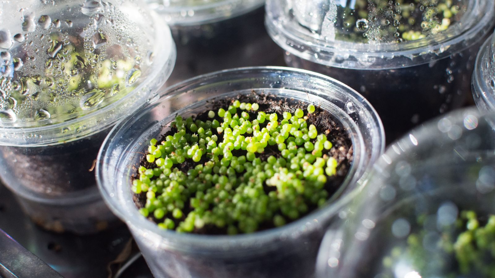 A shot of a container with germinated ovules of a succulent alongside other containers with covers in a well lit area