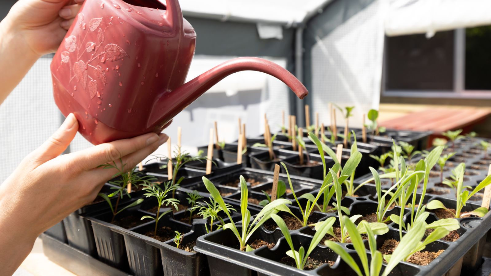 A shot of a person holding a red colored watering pot, in the process of watering plants on a germination tray