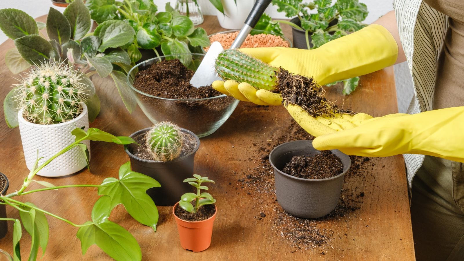 A shot of a person wearing yellow gloves, in the process of transplanting succulents in a well lit area