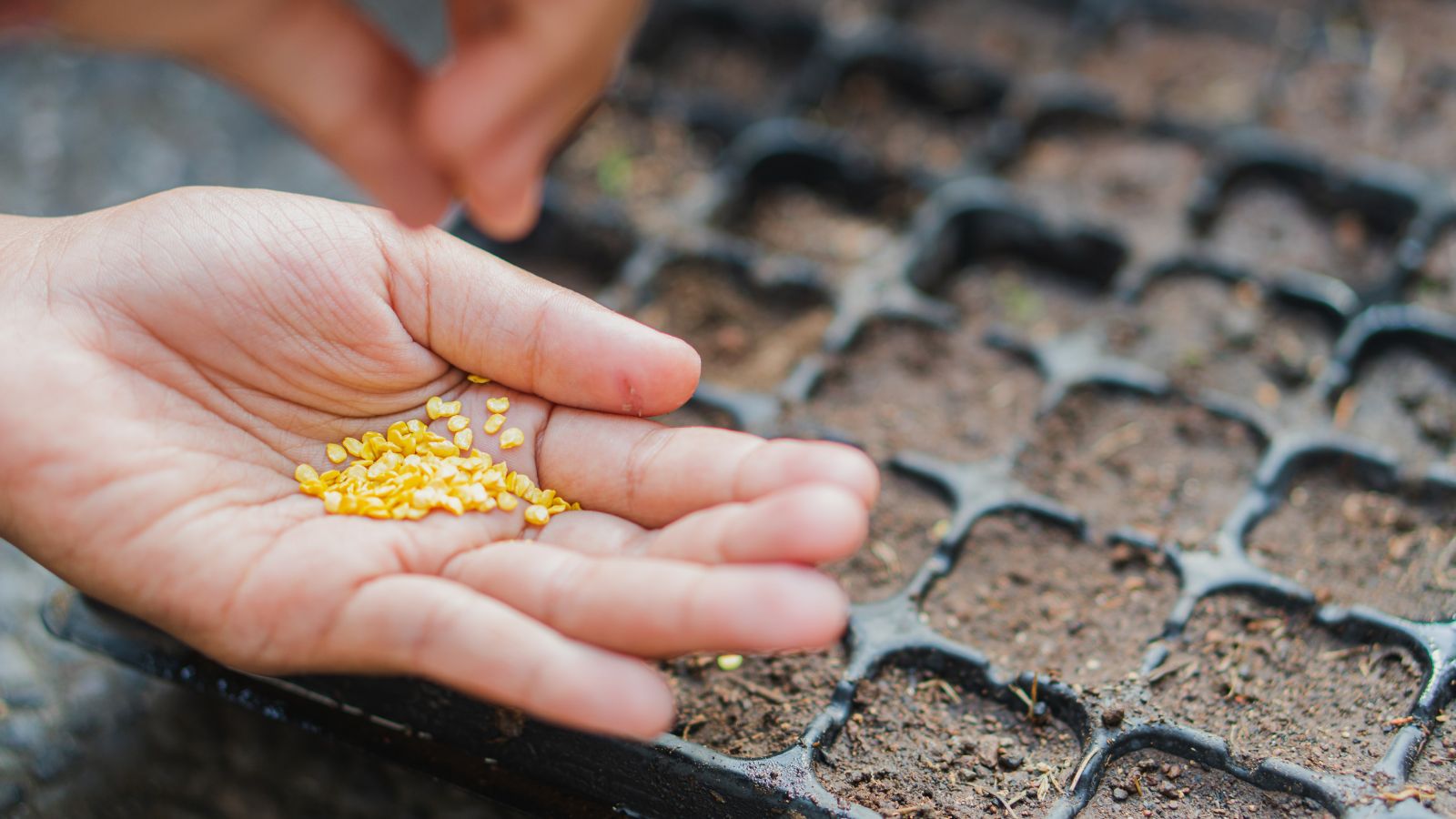 A shot of a person's hand holding a pile of plant ovules with a germination tray in the background in a well lit area