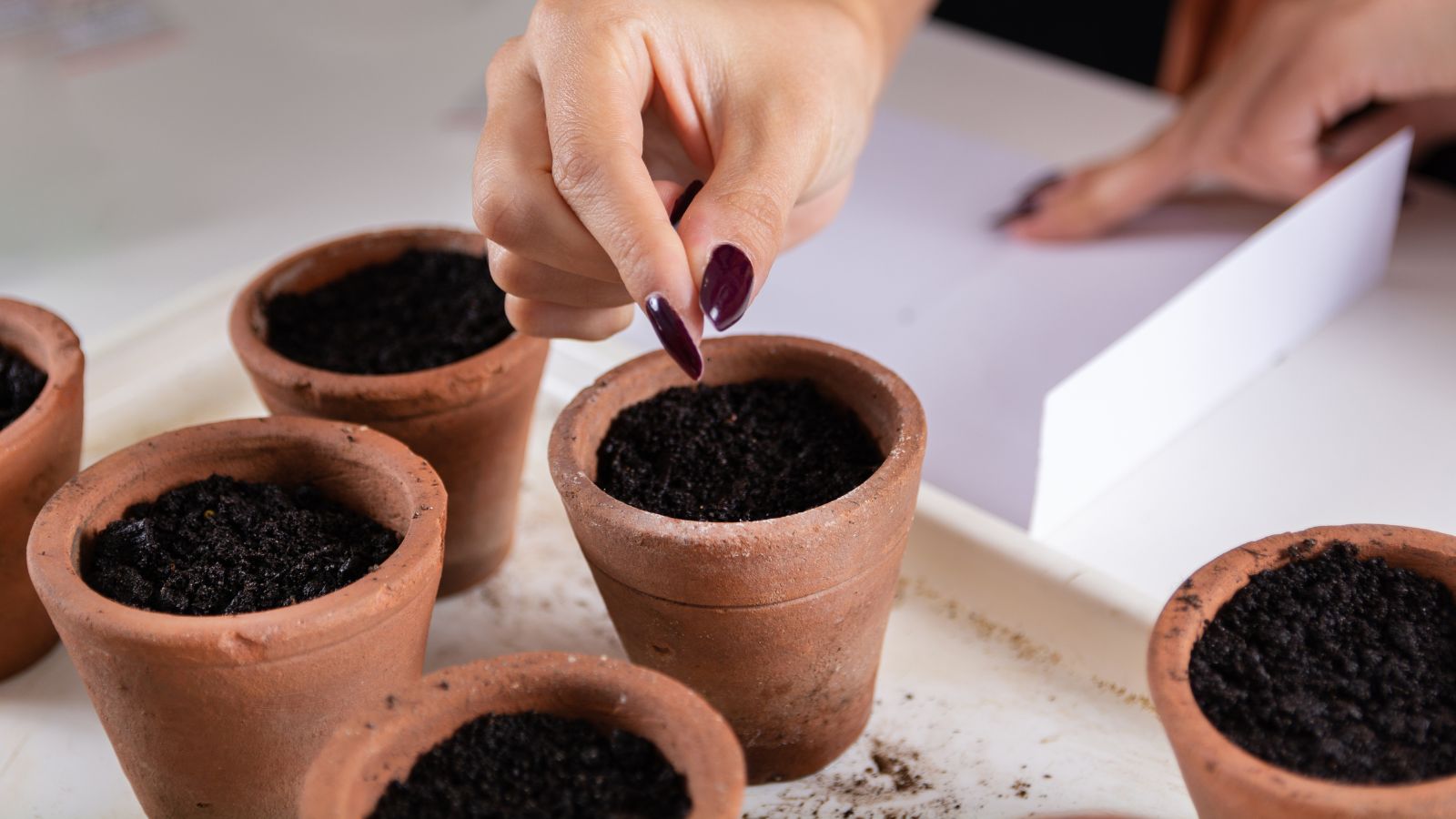 A shot of a person's hand in the process of sowing germs of a succulent in individual pot in a well lit area