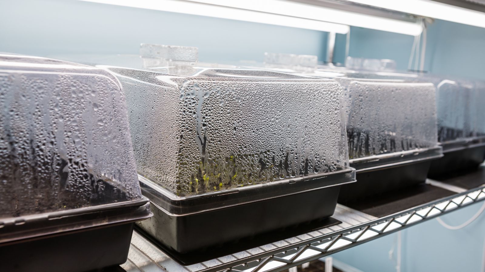 A shot of several germination trays with covers that traps in humidity and moisture, all placed on a metal rack in a well lit area