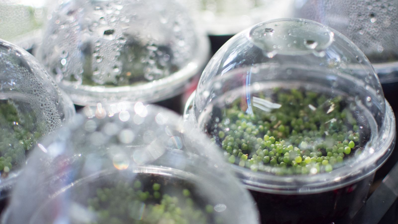 A shot of several covered containers with germinating succulents on a well lit area