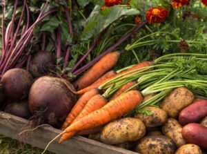 A shot of various harvested crops that are winter root vegetable seeds