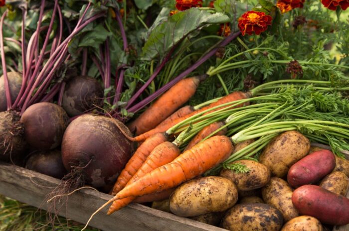 A shot of various harvested crops that are winter root vegetable seeds