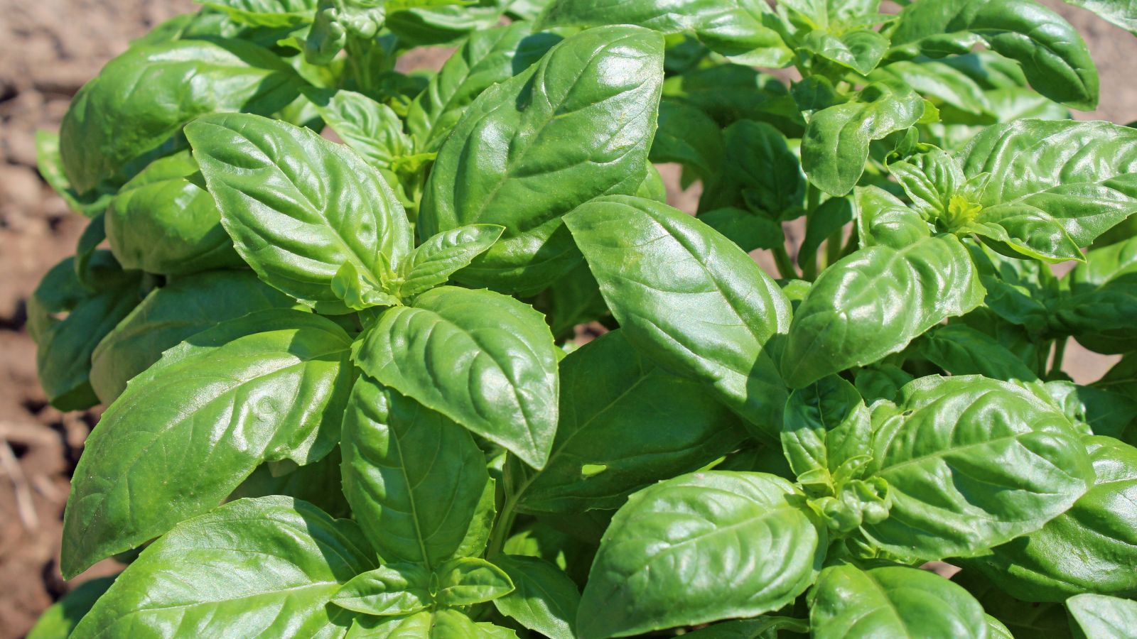 A close-up shot of a developing Basil plant showcasing its shiny leaves in a well lit area outdoors