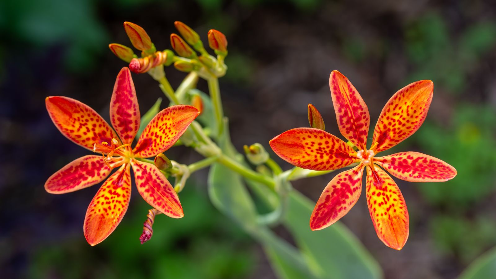 A close-up, focused or macro shot of the Blackberry Lily flowers, showcasing its spotted petals in a well lit area outdoors