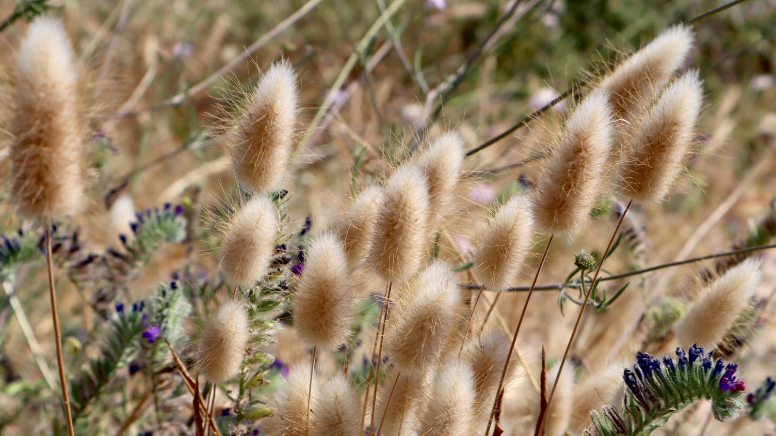 A close-up shot of several growing Bunny Tails Grass, showcasing its fluffy flower heads resembling bunny tails, all situated in a well lit area outdoors