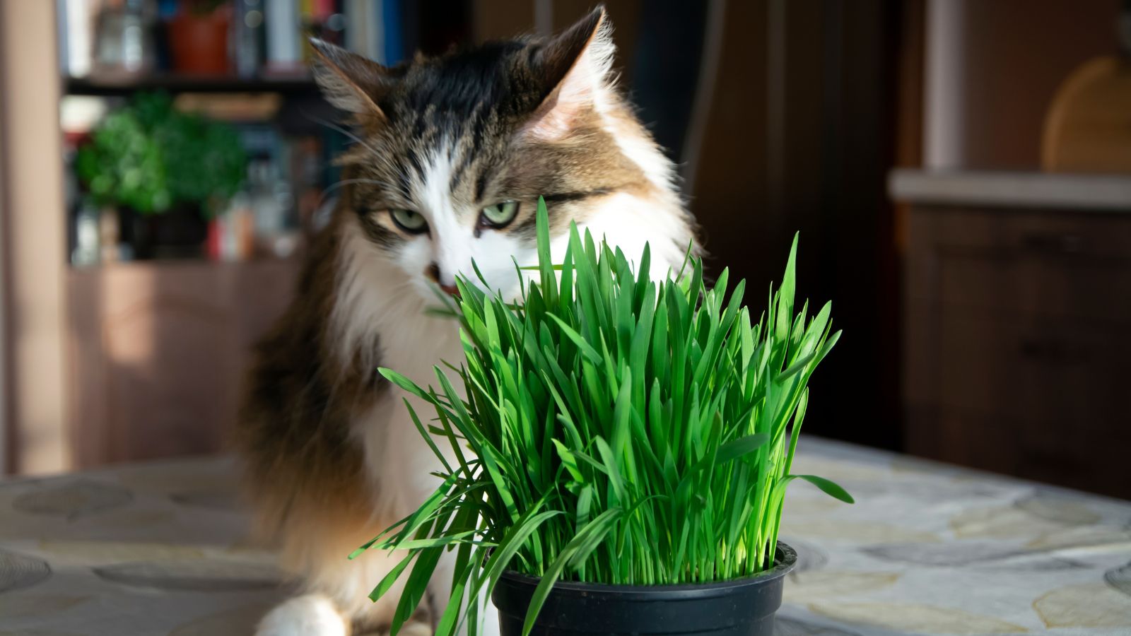 A close-up shot of a Cat Grass plant that is placed on a small black container with a cat in the background chewing on the grass, all situated in a well lit area indoors