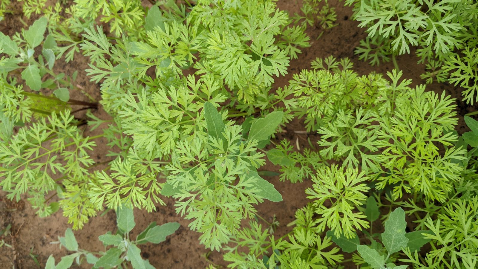 An overhead shot of Chervil crops, that is developing on rich soil in a well lit area outdoors