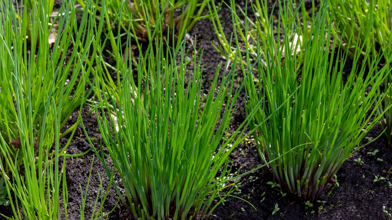 A shot of several rows of developing Chives, showcasing its long and slender leaves on rich dark soil in a well lit area outdoors