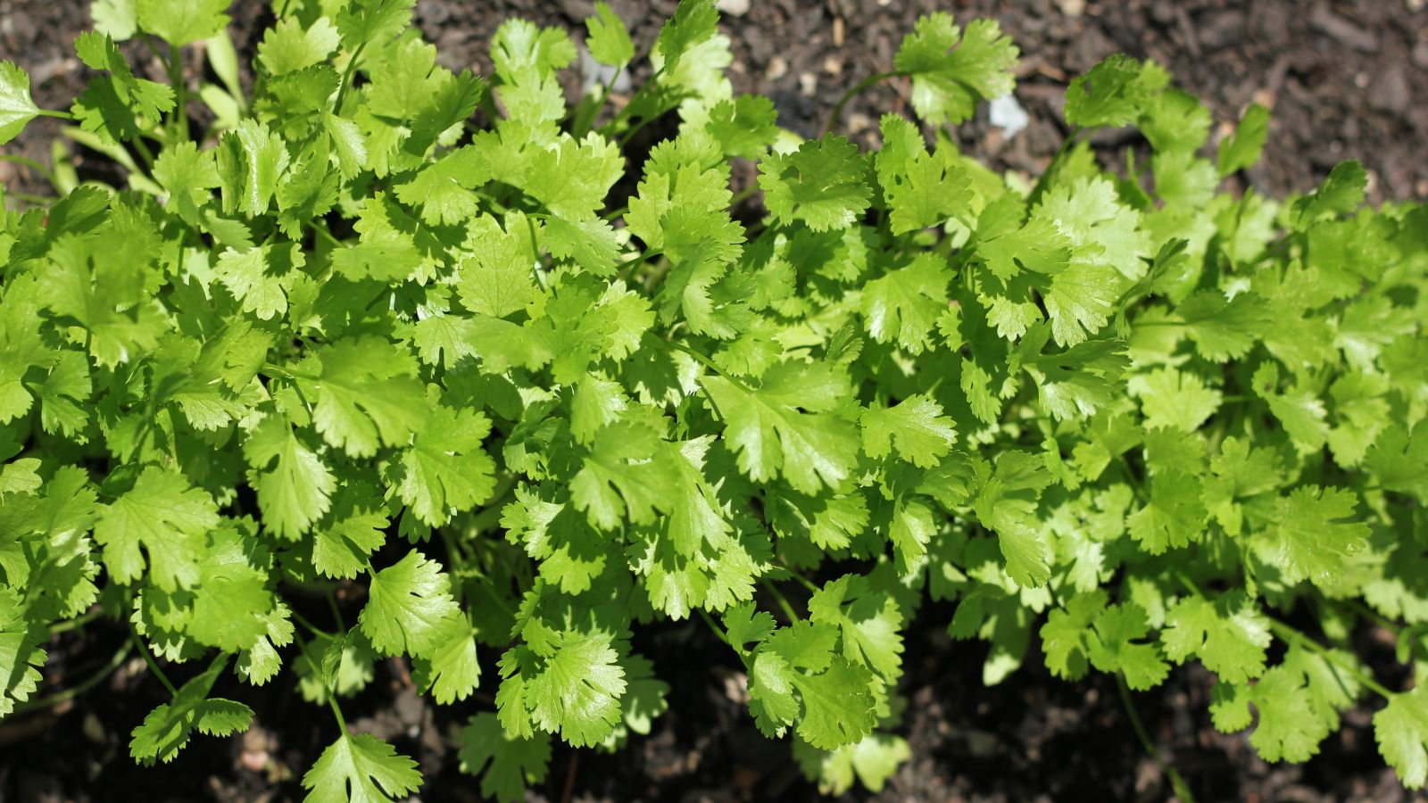 An overhead shot of a row of developing Cilantro plants in a well lit area outdoors