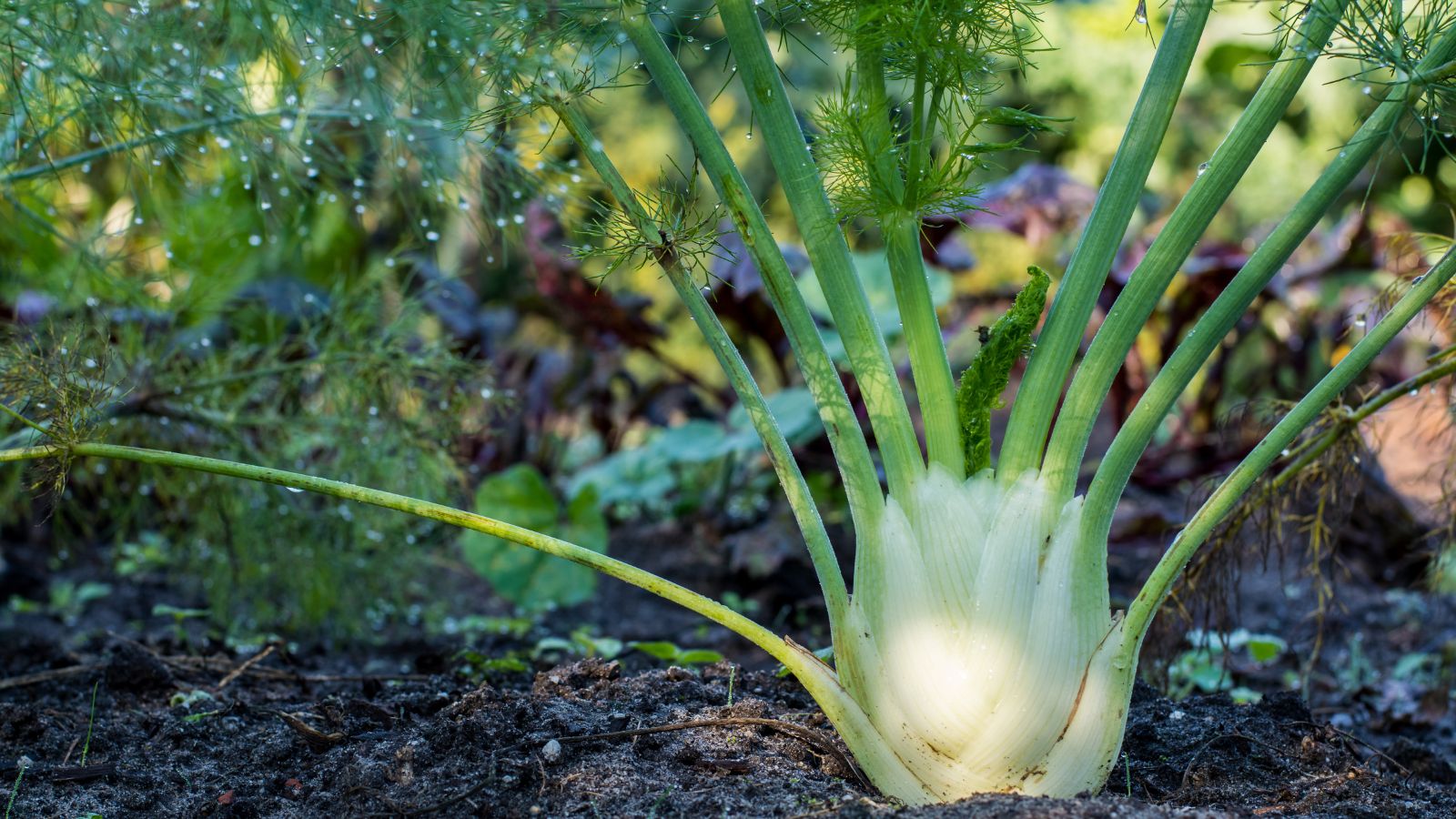 A close-up shot of a developing Fennel Dragon crop, showcasing its large white bulb, tall stems and feathery leaves, with the crop still placed on soil ground in a well lit area outdoors