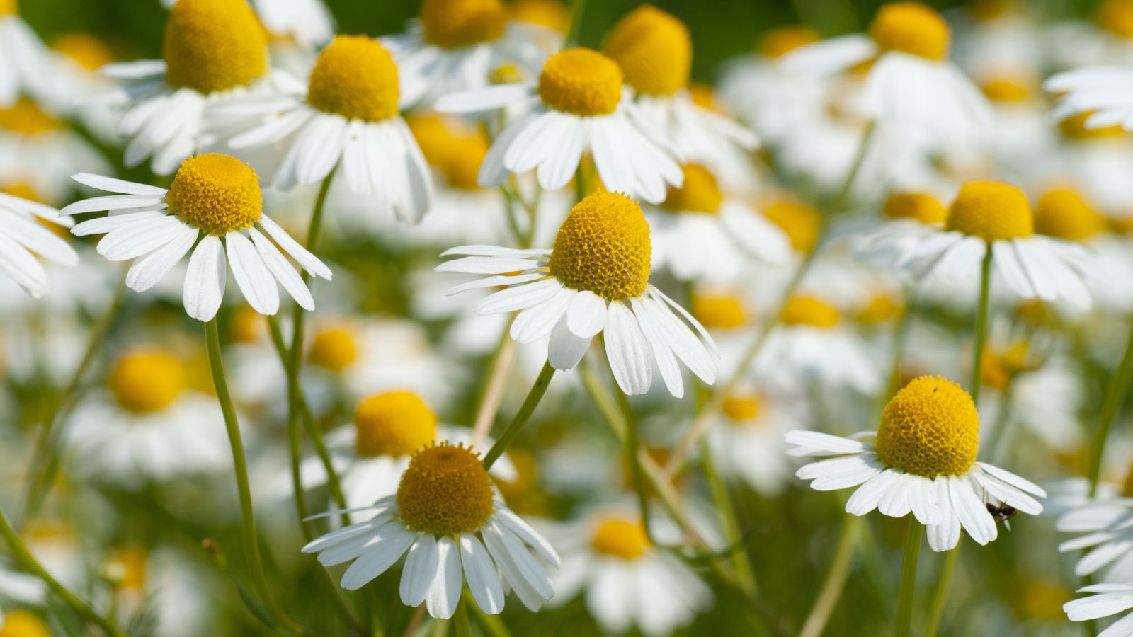 A close-up shot of a composition of German Chamomile flowers, showcasing its delicate white petals and  large yellow center in a well lit area outdoors