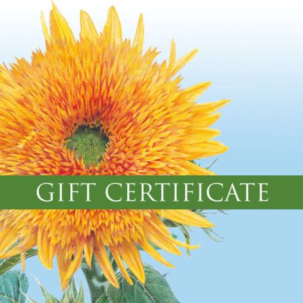 Gift Certificate