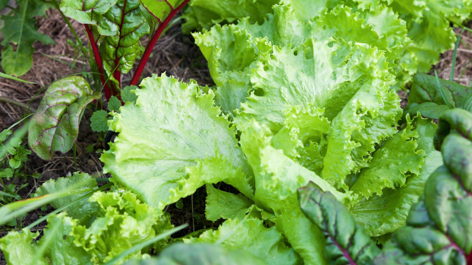 A close-up shot of a growing Ice Queen Crisphead Lettuce crop, showcasing its tight, crisp heads, alongside other developing crops, all placed in a well lit area outdoors