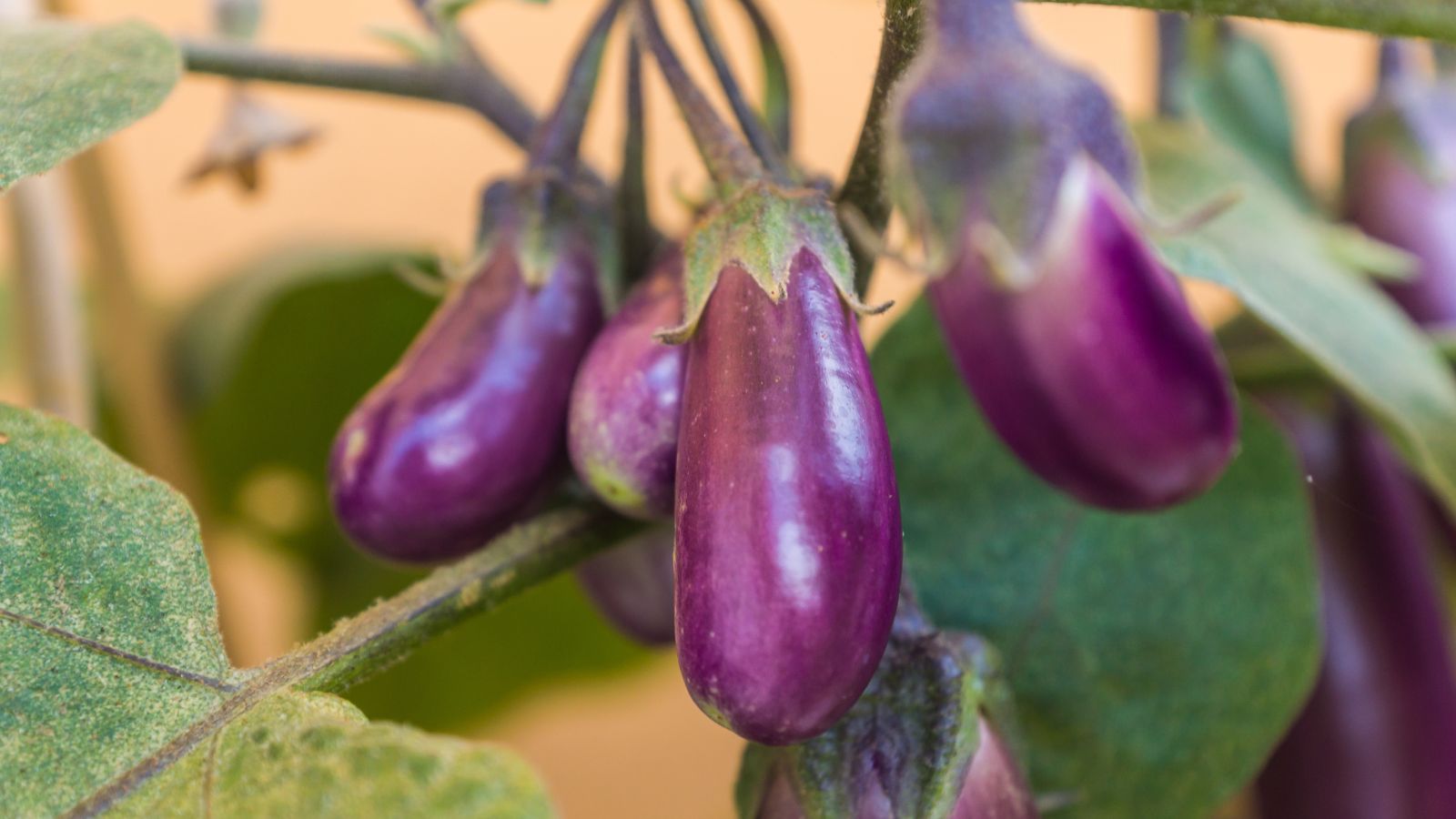 A cluster of deep purple Jewel Amethyst Eggplants appearing healthy and lovely, surrounded by vivid green leaves