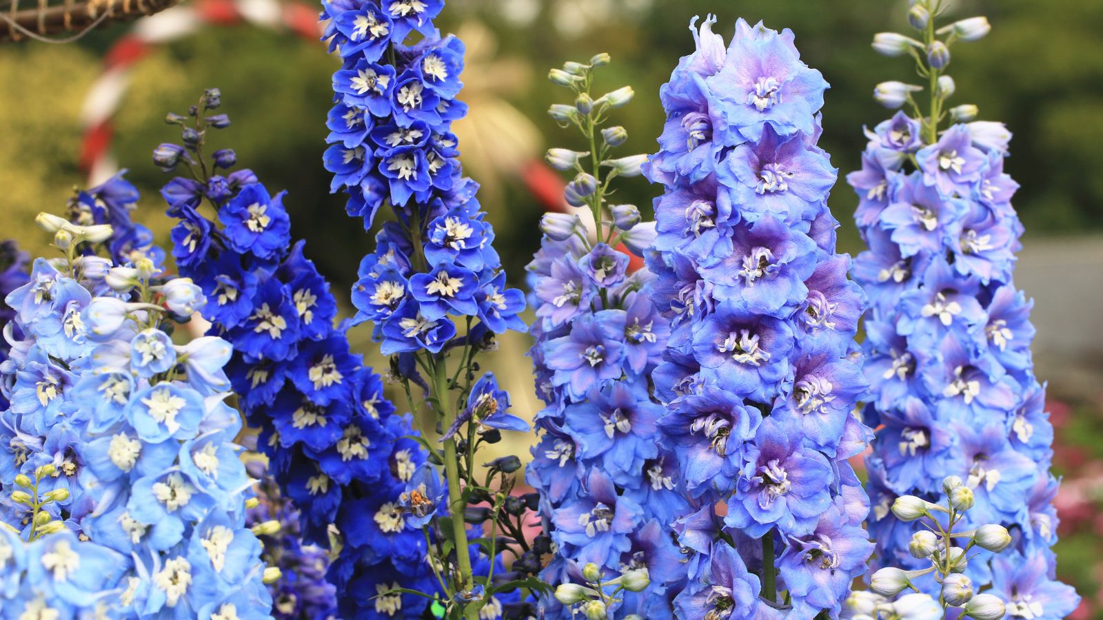 A close-up shot a composition of several Larkspur Shades of Blue showcasing its tall flower blooms with colors ranging from sky blue to deep indigo, all placed in a well lit area outdoors