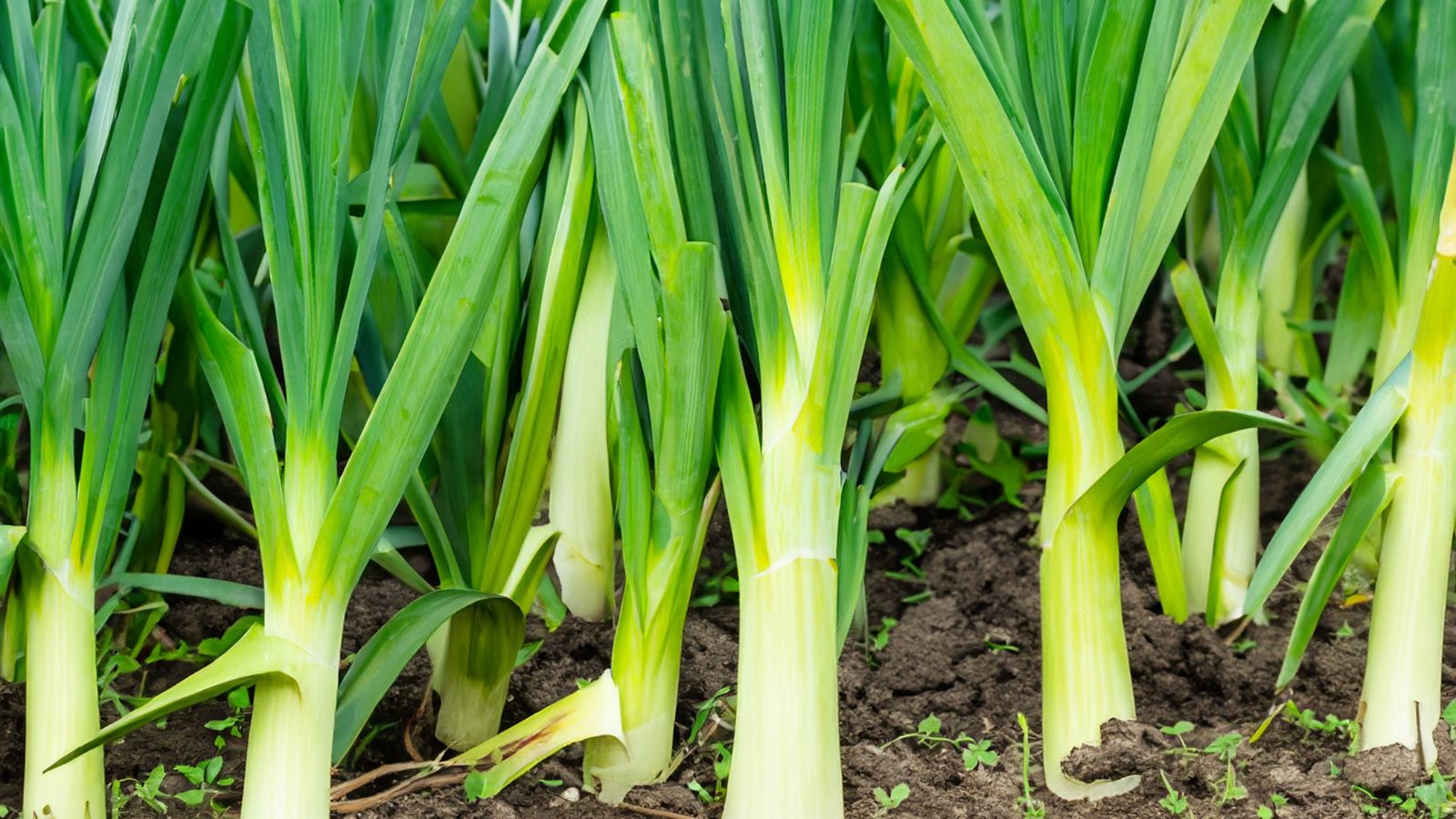 A close-up shot of several rows of growing crops of Leeks, King Richard, showcasing its white bottom half and green slender stalks, all placed in soil ground in a well lit area outdoors