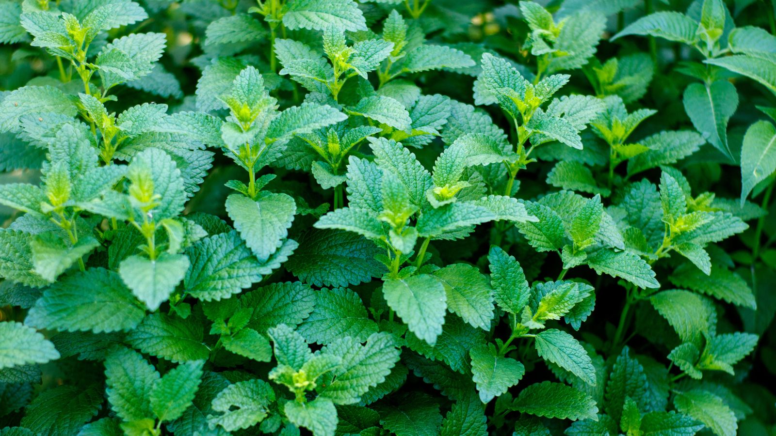 An overhead and close-up shot of several Lemon Balm leaves, showcasing its serrated leaves and deep green colored foliage in a well lit area