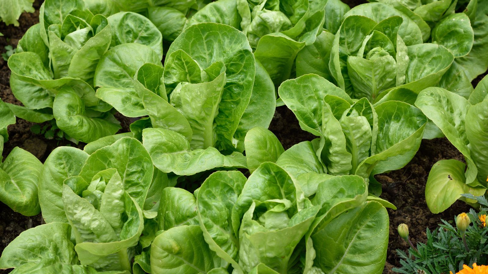 Multiple pieces of Little Gem Lettuce grown side by side appearing healthy and damp, sitting on moist dark brown soil