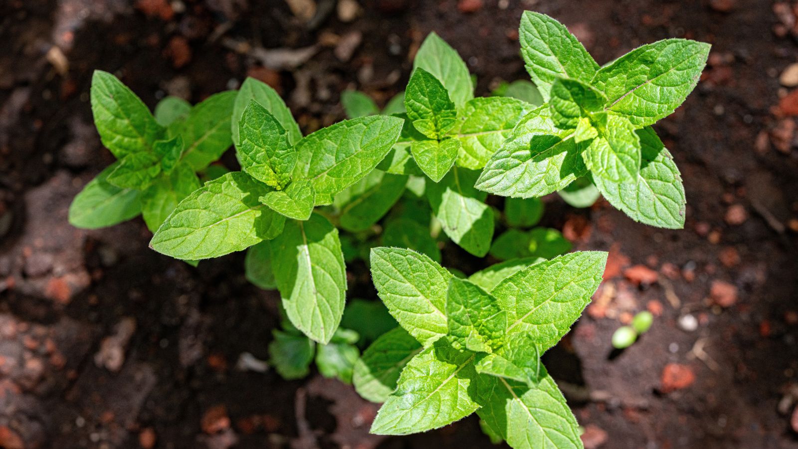 An overhead shot of developing MInt plants showcasing its textured leaves, placed on rich soil in a well lit area outdoors