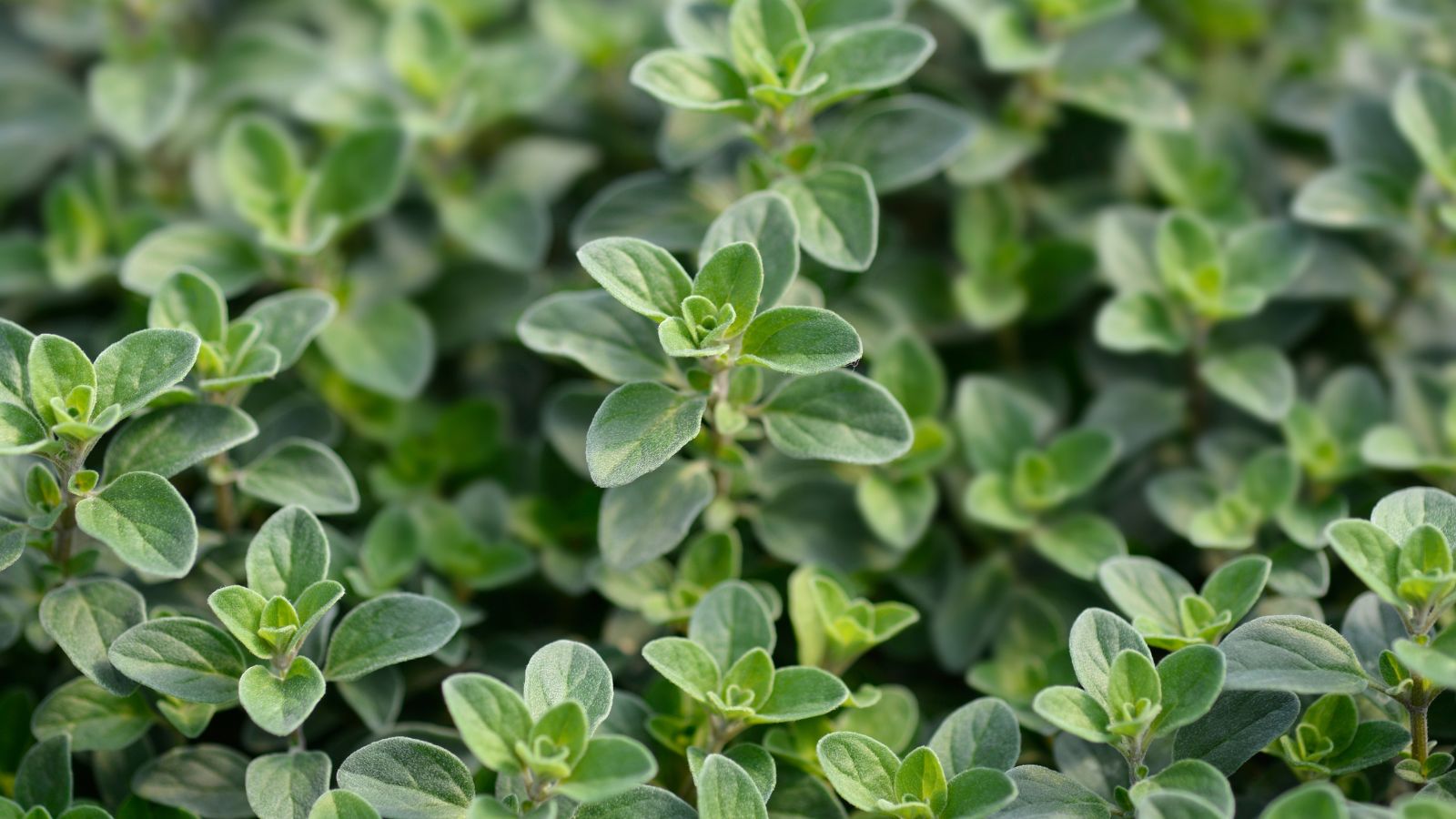 A close-up shot of leaves of a Marjoram plant, showcasing its round appearance in a well lit area.