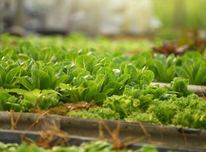 Mini garden plant seeds that produce chibi vegetables, having bright green leaves, placed in containers and compartments that look compact