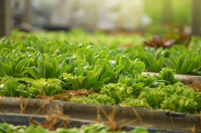 Mini garden plant seeds that produce chibi vegetables, having bright green leaves, placed in containers and compartments that look compact