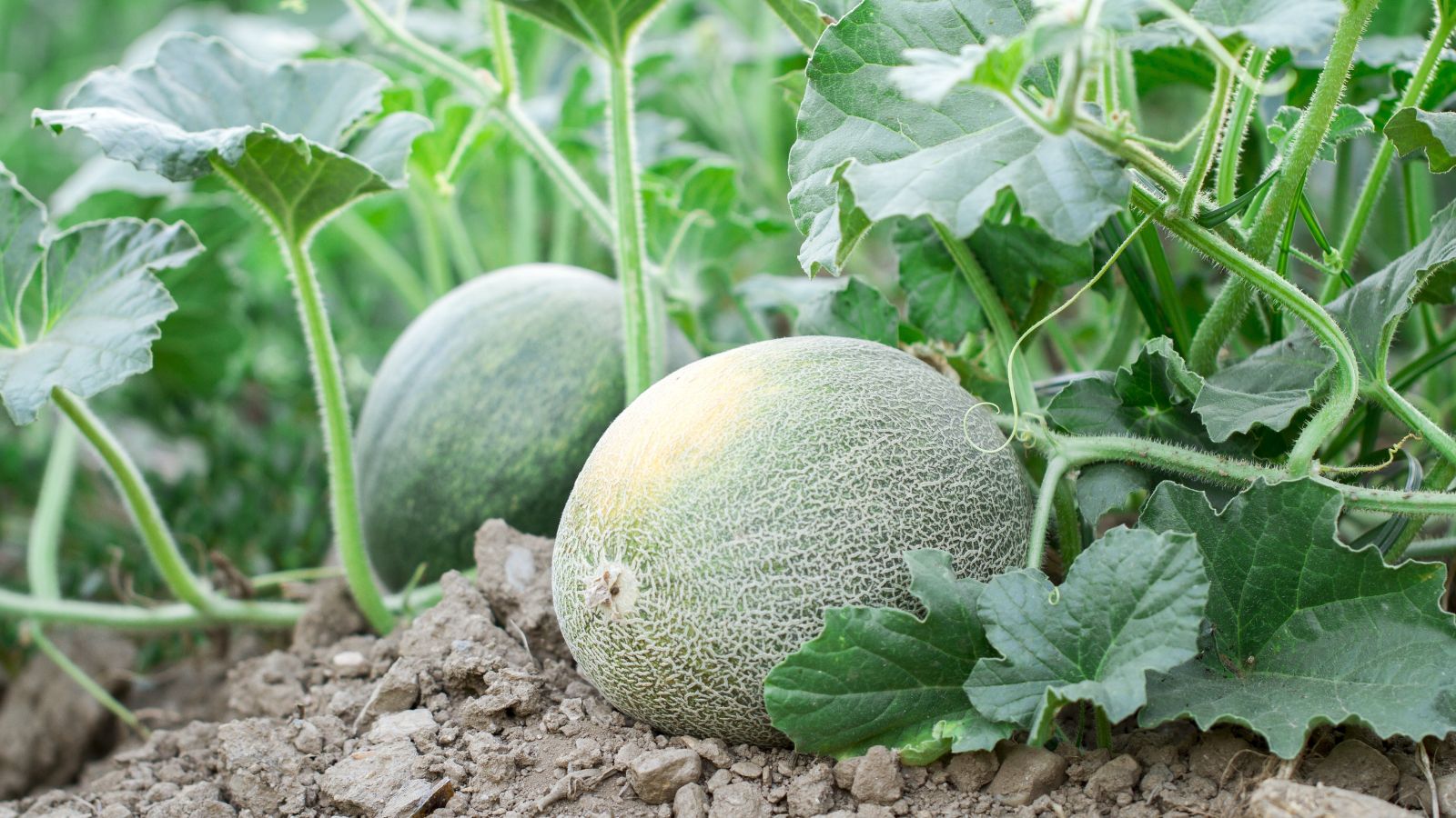 Two pieces of the Minnesota Midget Melon appearing a lovely light green attached to lush vines and leaves with many tendrils