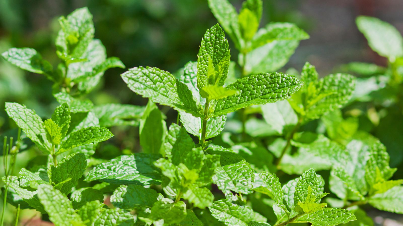 A close-up shot of developing Mint leaves, showcasing its textured leaves and bright green color in a bright sunny area outdoors