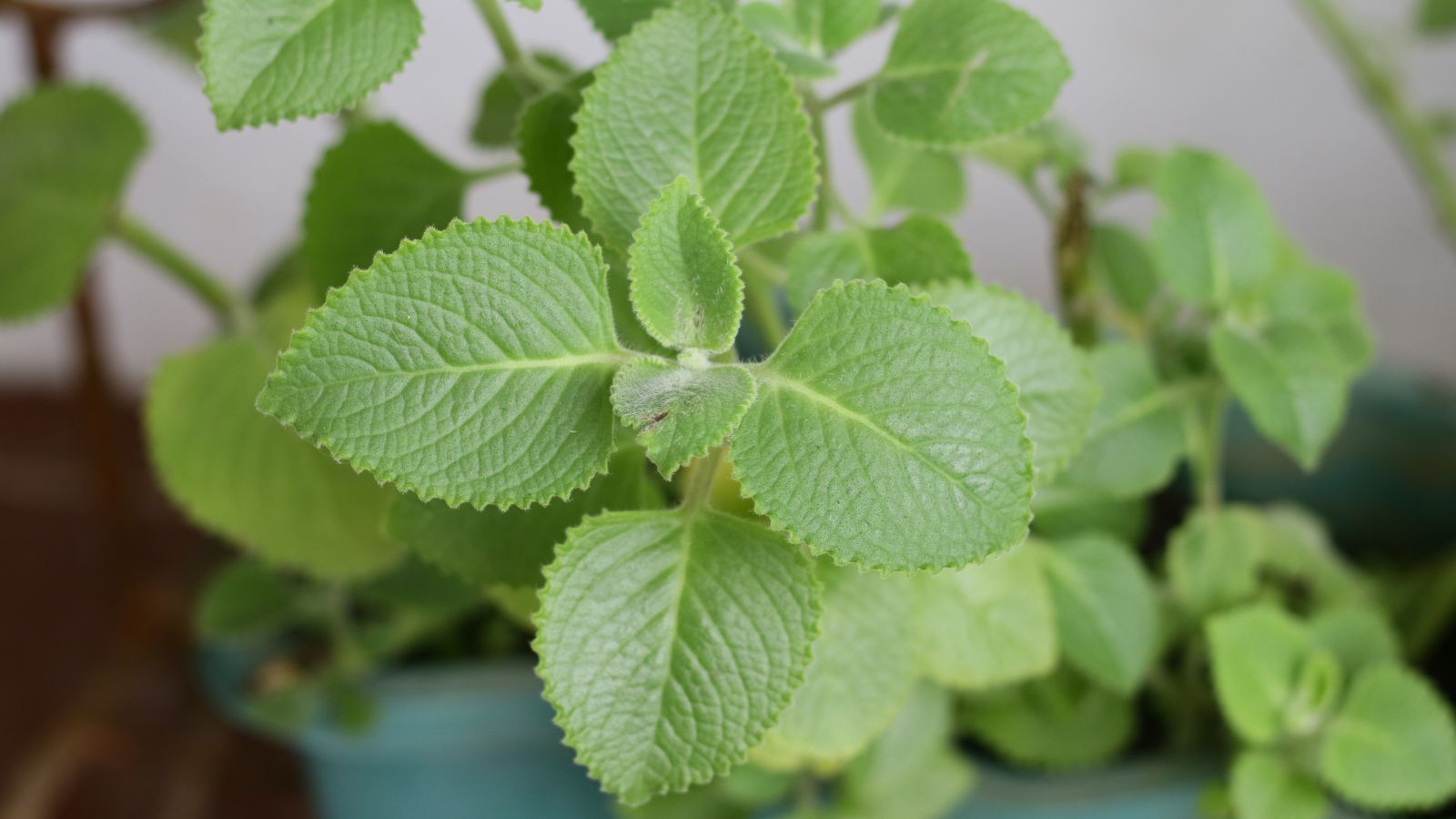 A close-up shot of leaves of an Oregano plant, showcasing its leathery and textured appearance, all placed in a well lit area indoors