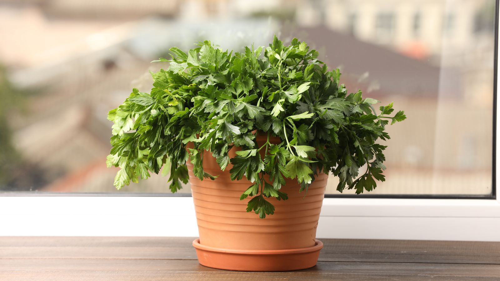 A close-up shot of a potted Parsley plant near a window in a well lit area indoors