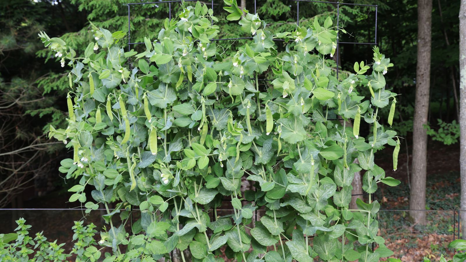 A shot of a developing crop of Pea Snow Oregon Sugar Pod II, that is growing along a vertical trellis, showcasing its pods and leaves, all placed in a well lit area outdoors