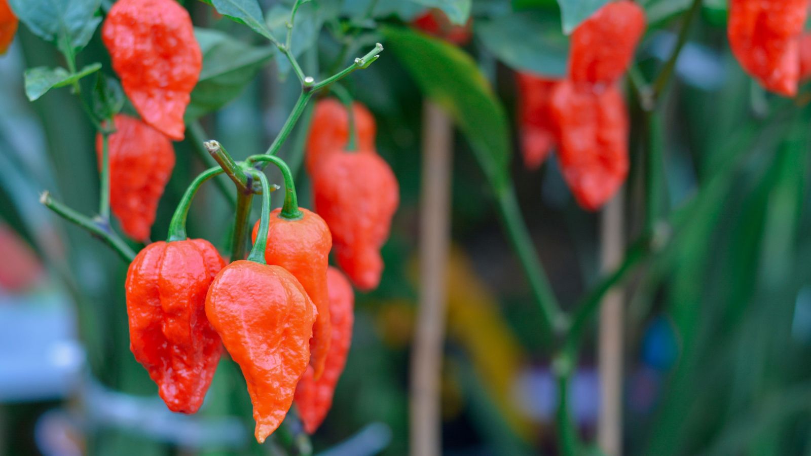 A close-up shot of several developing Pepper Ghost or Bhut Jolokia, all showcasing its red and shriveled fruits, still attached its stem and leaves, all situated in a well lit area outdoors