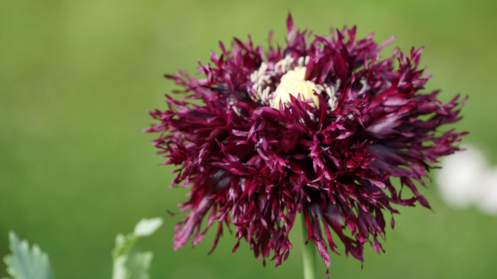 A close-up and selective focus shot of the Poppy Black Swan flower, showcasing its deep purple to burgundy blooms and ruffled petals that is situated in a well lit area outdoors