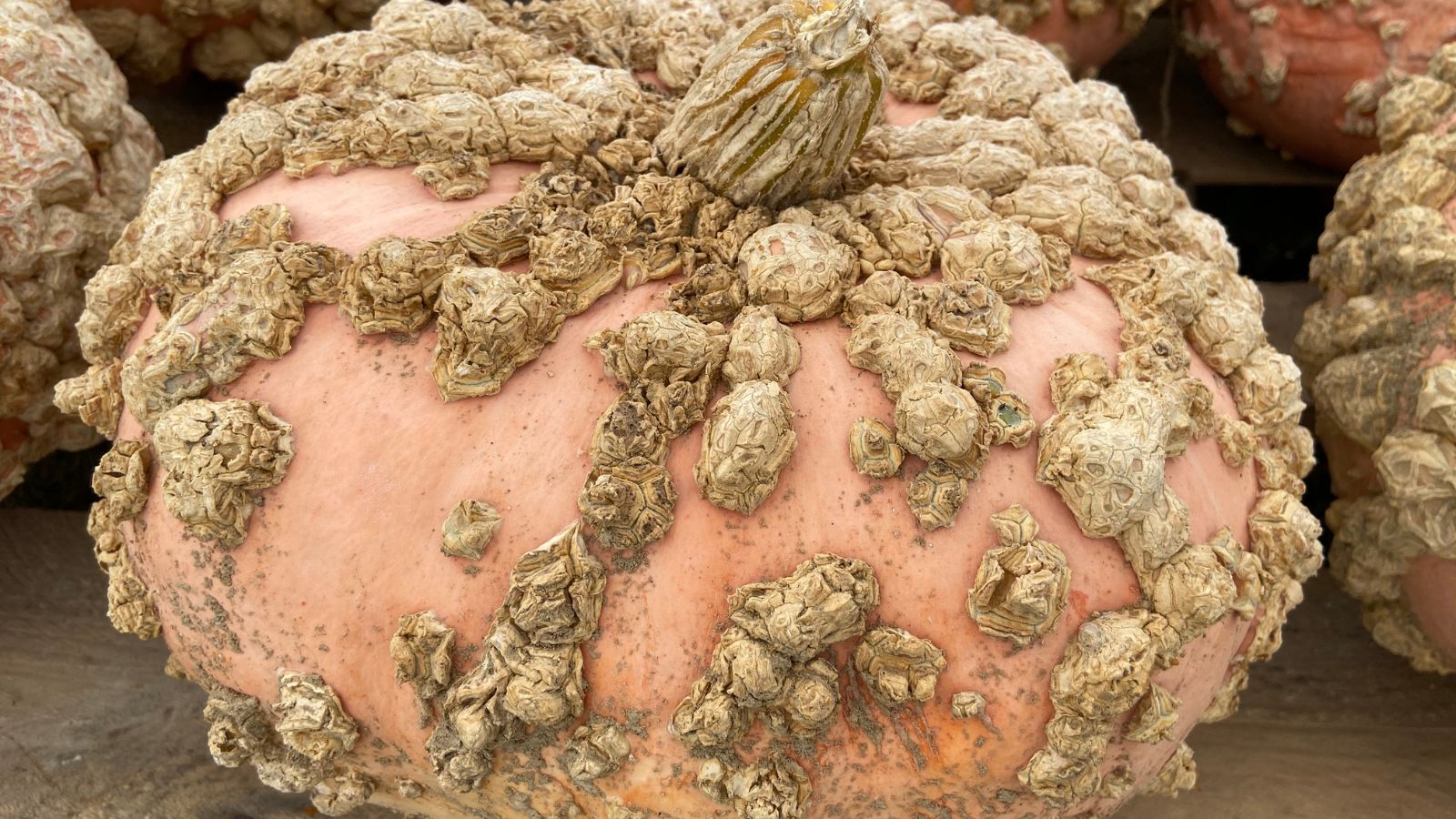 A close-up and focused shot of a Pumpkin Galeux d'Eysines, showcasing its salmon-peach skin with peanut-like bumps, placed in a well lit area