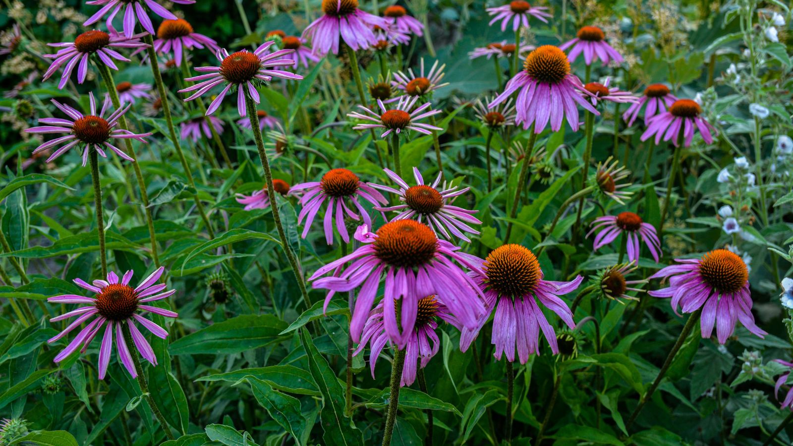 A shot of a composition of Purple Coneflower, showcasing its tall stems, purple flowers and large center.