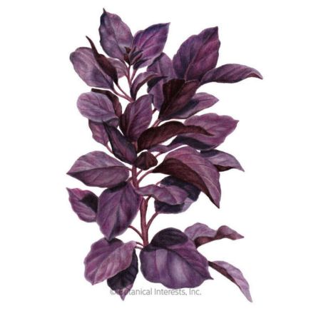 Purple Petra Basil