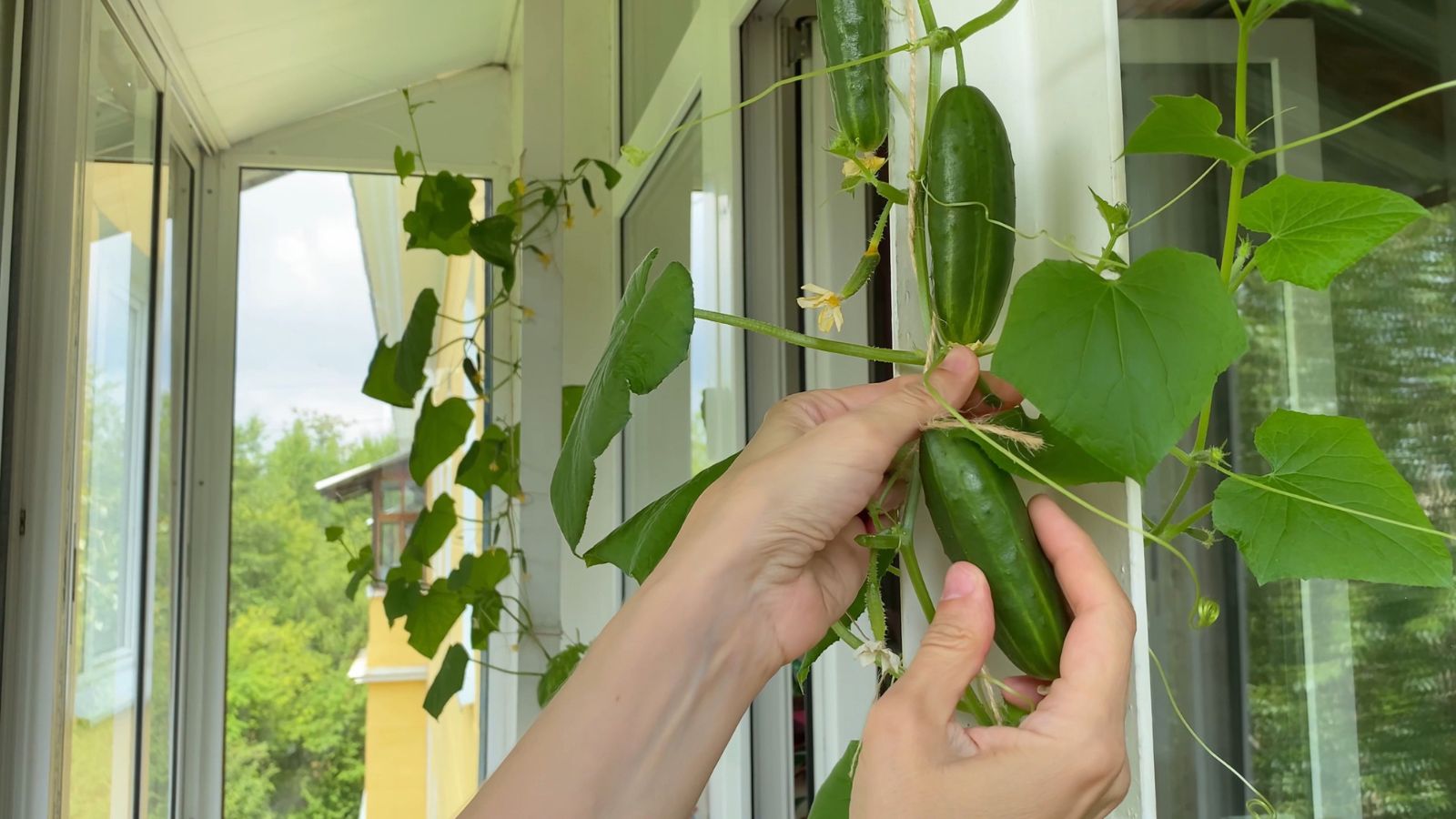 A shot of a person in the process of inspecting Quick Snack Cucumber crops in a well lit area indoors