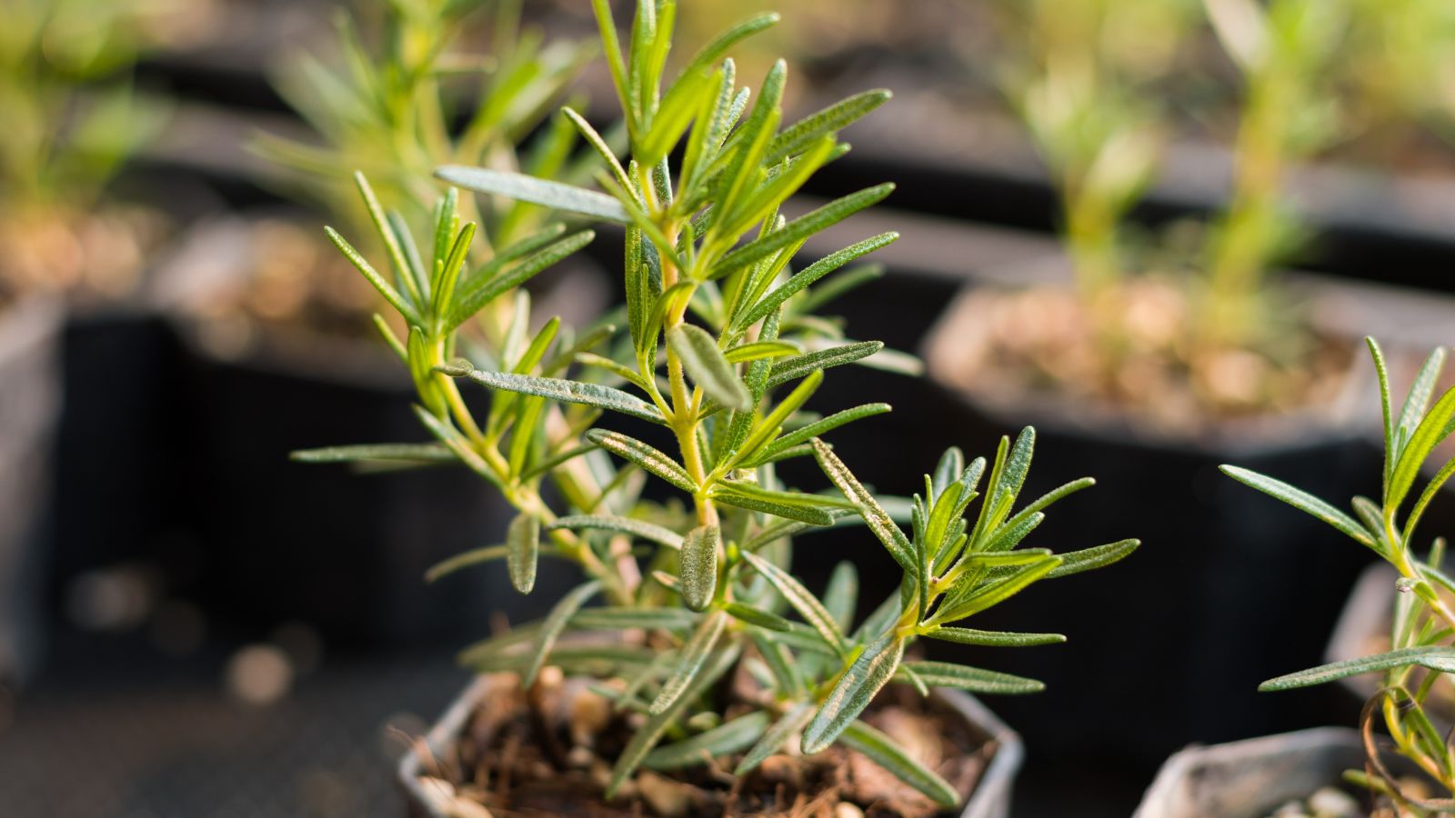 A close-up and focused shot of the Rosemary plant, showcasing its slender leaves, with the same crop in the background in a well lit area