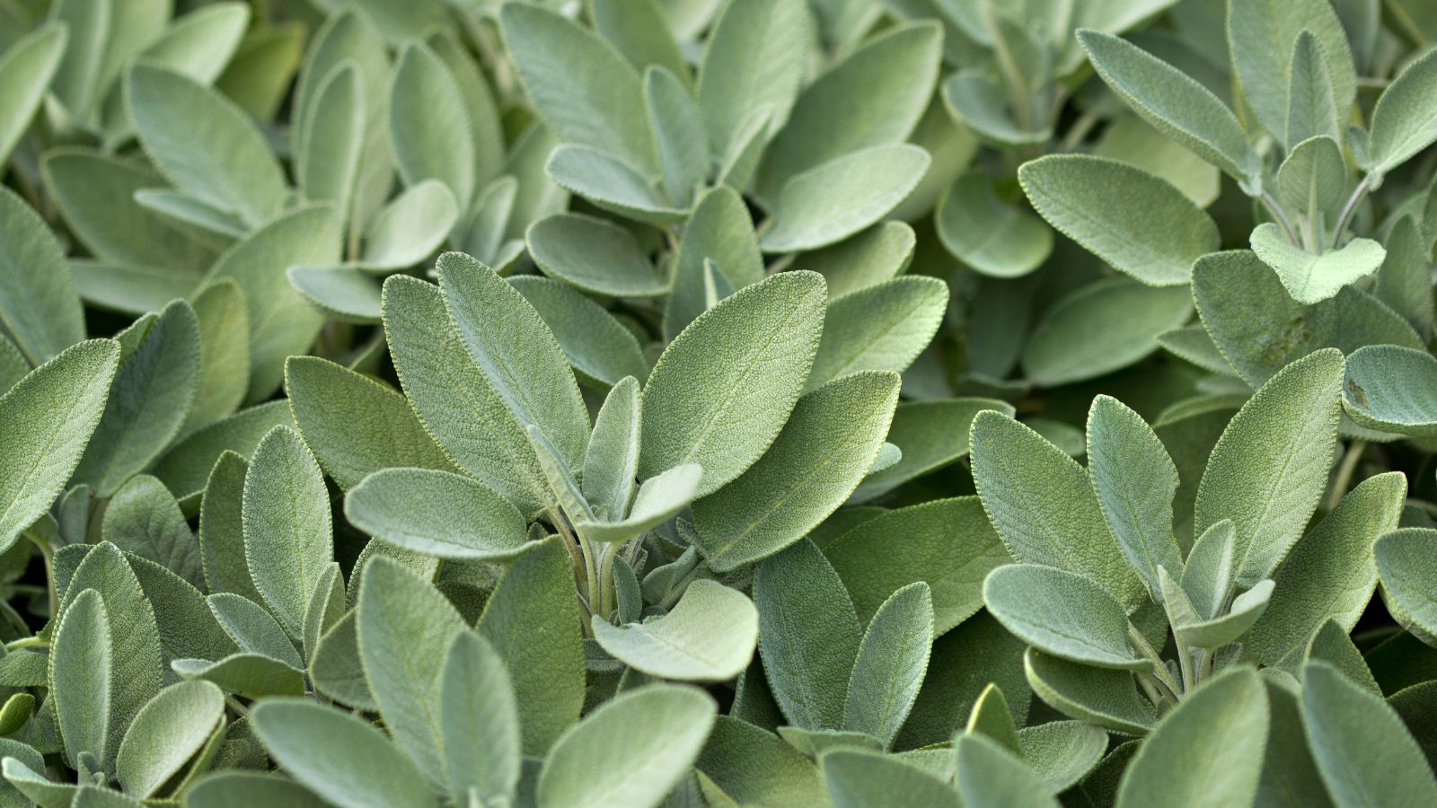 A close-up shot of leaves of a Sage plant showcasing its leathery texture, all situated in a well lit area